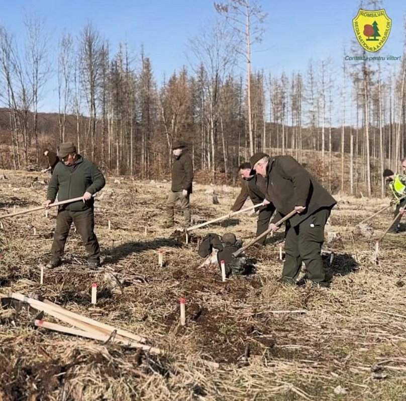 Ocolul Silvic Pătrăuți demarează lucrările de reîmpădurire 9064