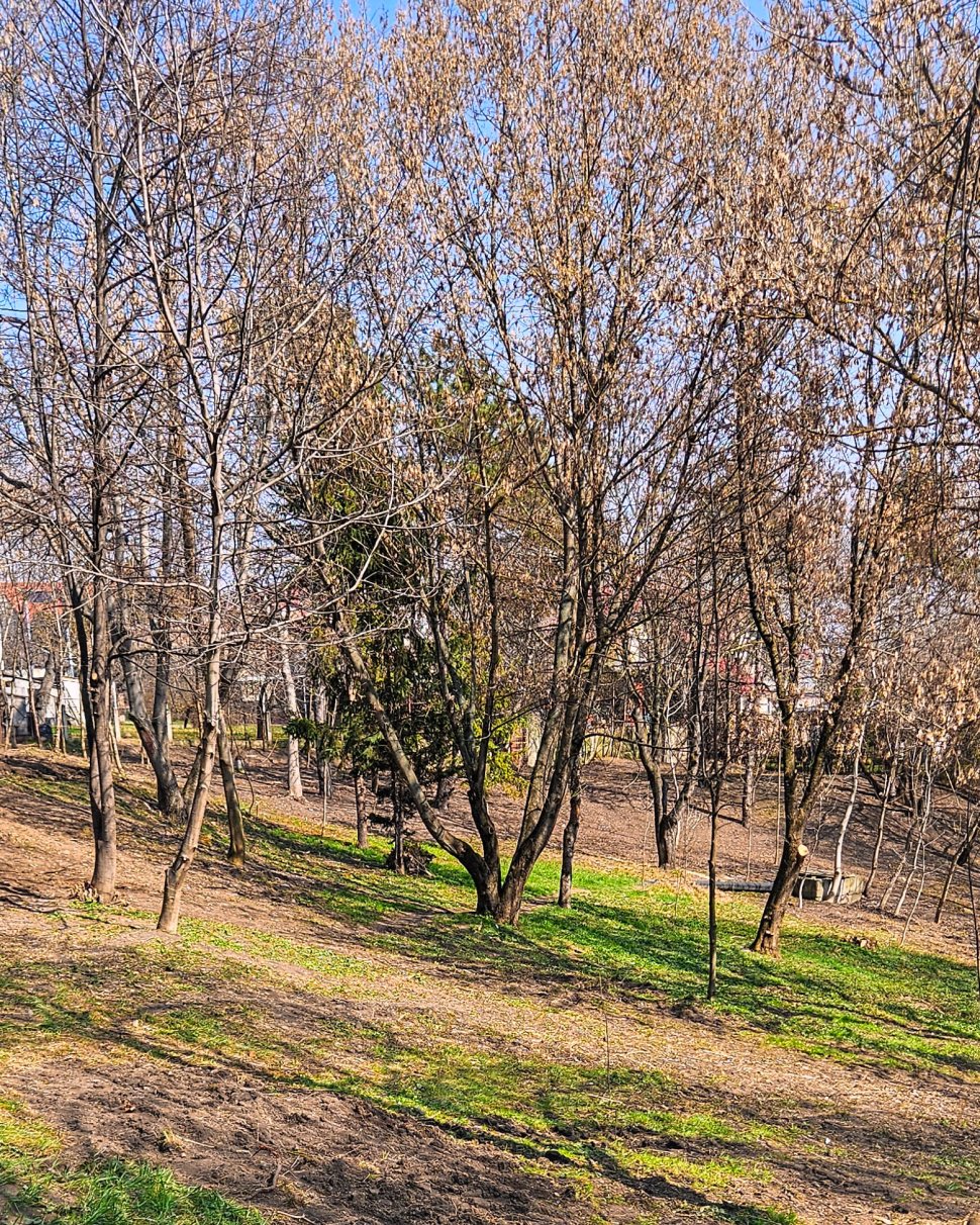 Parcul Șipote-Cetate, revigorat pentru primăvară 9962