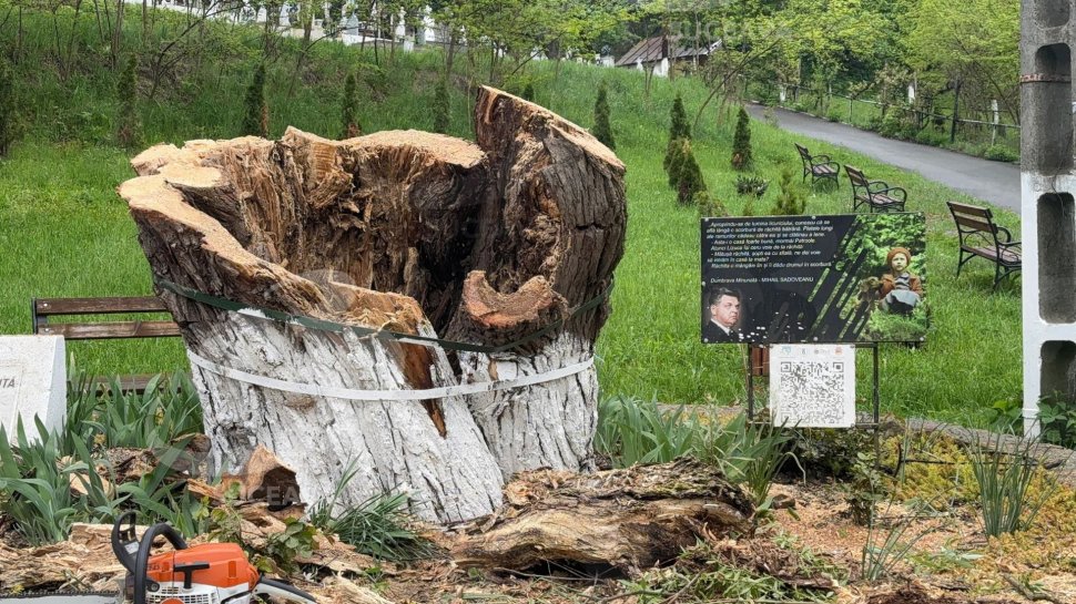 „Mătușa Răchită” din Dumbrava minunată, de la Fălticeni, s-a prăbușit luni după-amiază 10357