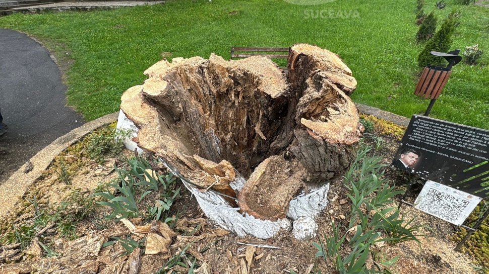 „Mătușa Răchită” din Dumbrava minunată, de la Fălticeni, s-a prăbușit luni după-amiază 10358