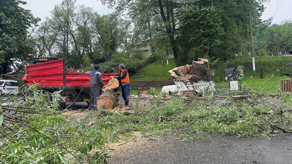 „Mătușa Răchită” din Dumbrava minunată, de la Fălticeni, s-a prăbușit luni după-amiază 10359
