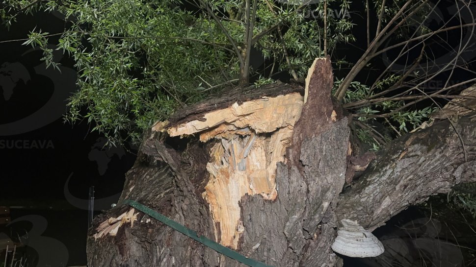 „Mătușa Răchită” din Dumbrava minunată, de la Fălticeni, s-a prăbușit luni după-amiază 10360