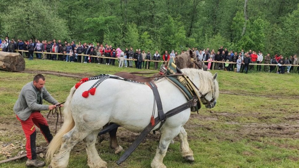 Val de reacții în online, după moartea unui cal de 20.000 de euro, după un concurs