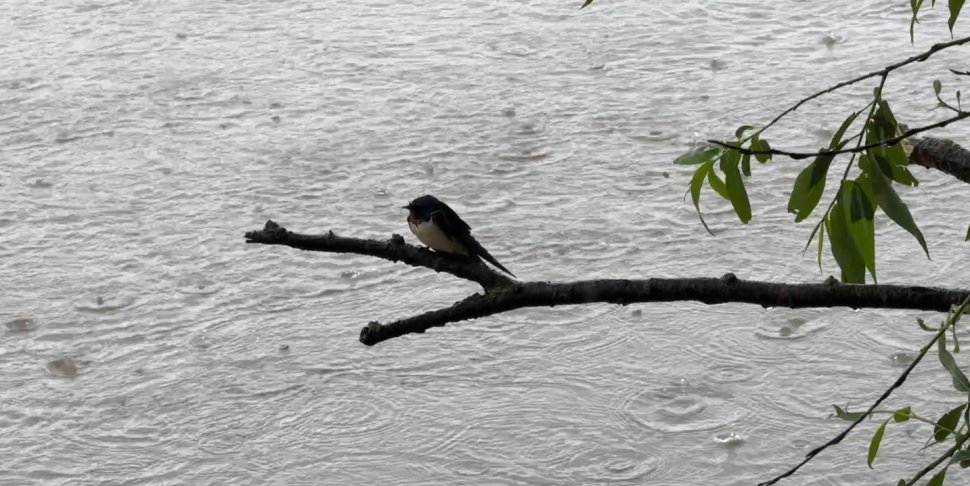 Zeci de familii au rămas izolate la Valea Glodului, după ce apa a distrus singura cale de acces 10576