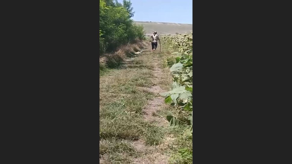 Câine legat cu sârmă și târât în Botoșani