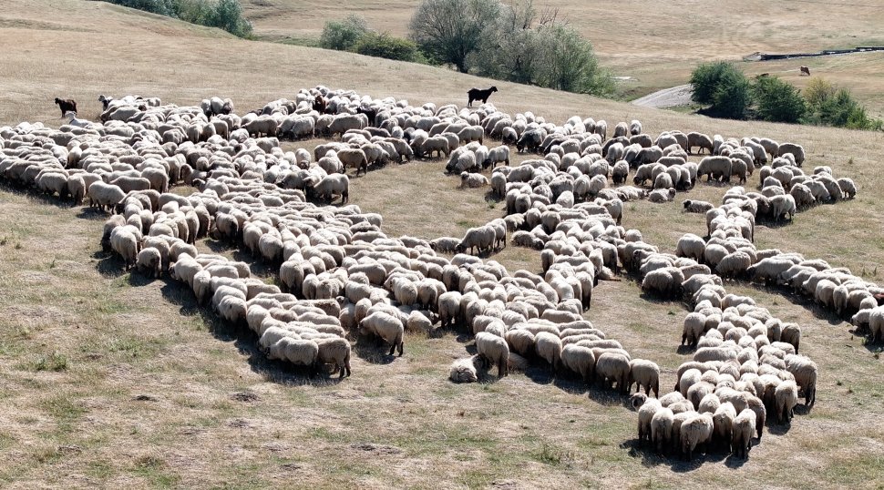 Crescătorii de oi anunță proteste la nivel național