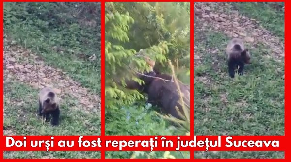 aparitie neasteptata in doua zone urbane ale judetului suceava aparitie neasteptata in doua zone urbane ale judetului suceava