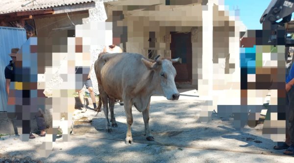 salvarea unei bovine din mediu ostil in comuna icusesti