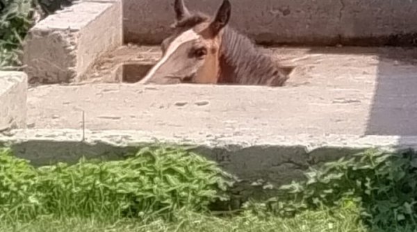 misiune de salvare a unui cal cazut intr un beci din leghin misiune de salvare a unui cal cazut intr un beci din leghin