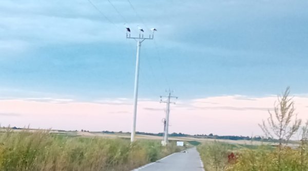 patru pui de barza electrocutati la baia patru pui de barza electrocutati la baia