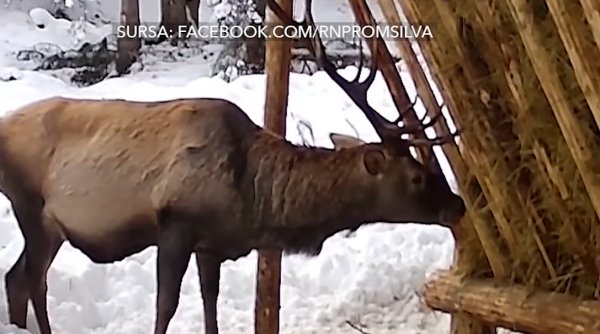 oaspetele special care a colindat hranitoarele sucevene oaspetele special care a colindat hranitoarele sucevene