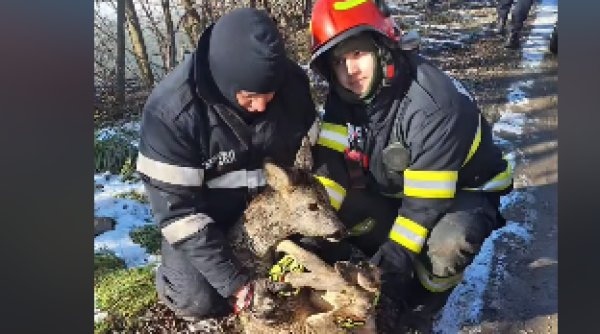 misiune emotionanta a pompierilor falticeneni pentru salvarea lui bambi misiune emotionanta a pompierilor falticeneni pentru salvarea lui bambi