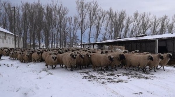 ajutor pentru crescatorii de oi si capre statul da bani pentru pierderile cauzate de seceta ajutor pentru crescatorii de oi si capre statul da bani pentru pierderile cauzate de seceta