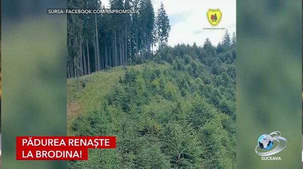 padurea renaste la brodina padurea renaste la brodina