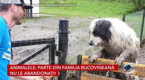 politistii salveaza necuvantatoarele din brosteni politistii salveaza necuvantatoarele din brosteni