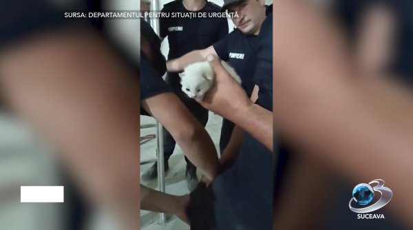 misiune cu mieunaturi in neagra brosteni