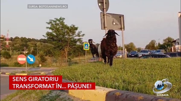 sens giratoriu transformat in pasune sens giratoriu transformat in pasune