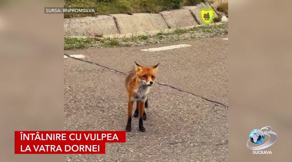 intalnire cu vulpea la vatra dornei