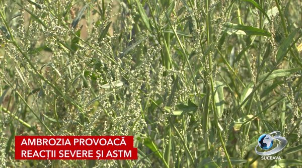 final de vara sezon de foc pentru alergici