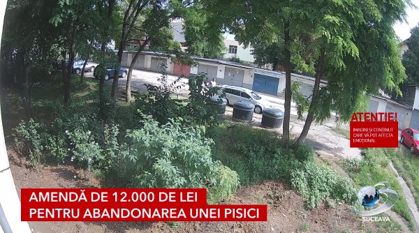 amenda de 12 000 de lei pentru abandonarea unei pisici