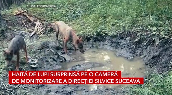 haita de lupi surprinsa pe o camera de monitorizare a directiei silvice suceava