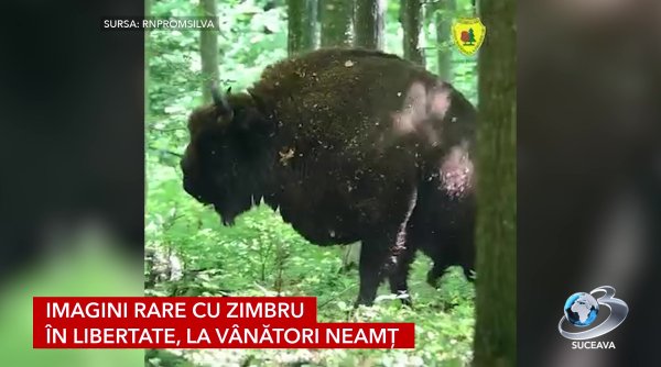 zimbrul la spa natural in padurile neamtului zimbrul la spa natural in padurile neamtului
