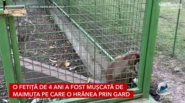 o fetita de 4 ani a fost muscata de maimuta pe care o hranea prin gard