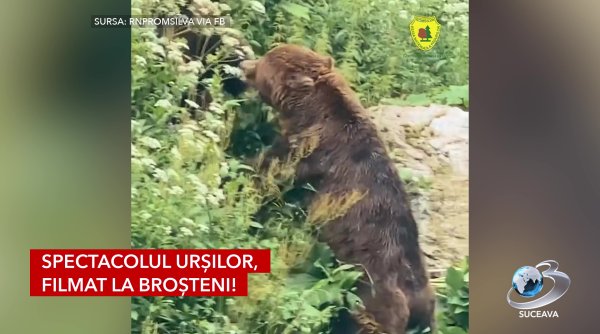spectacolul ursilor filmat la brosteni spectacolul ursilor filmat la brosteni