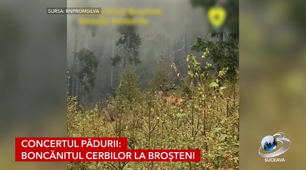 concertul padurii boncanitul cerbilor la brosteni concertul padurii boncanitul cerbilor la brosteni