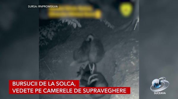 bursucii de la solca vedete pe camerele de supraveghere bursucii de la solca vedete pe camerele de supraveghere