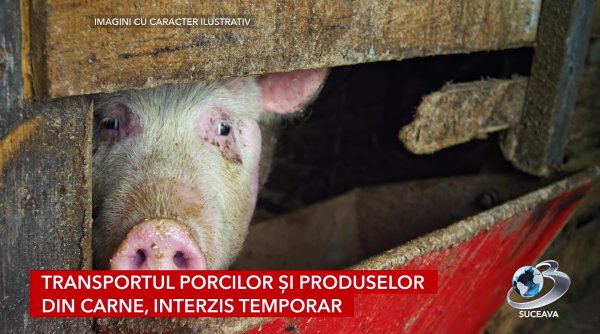 focar de pesta porcina africana descoperita la botosani