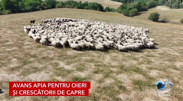 avans apia pentru oieri si crescatorii de capre