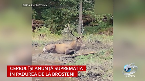 cerbul isi anunta suprematia in padurea de la brosteni