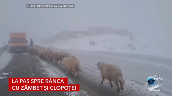 drum liber pentru turmele de la munte