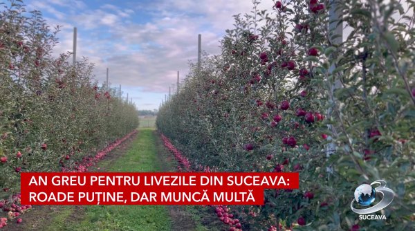 an greu pentru livezile din suceava roade putine dar munca multa