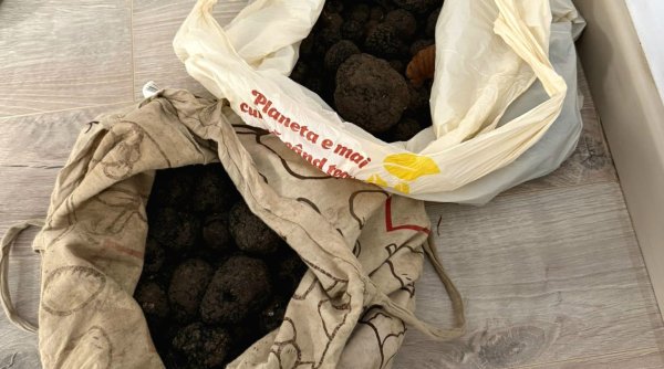 6 6 kilograme de trufe recoltate ilegal confiscate la rasca 6 6 kilograme de trufe recoltate ilegal confiscate la rasca