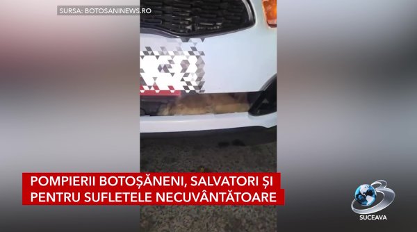 interventie emotionanta pentru un patruped prins sub masina