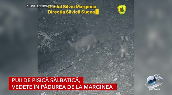 puii de pisica salbatica vedete in padurea de la marginea