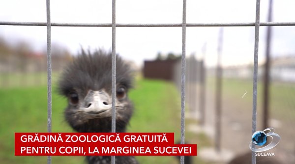 strutii africani si pasarile emu locatari ai micului colt zoo de la itcani