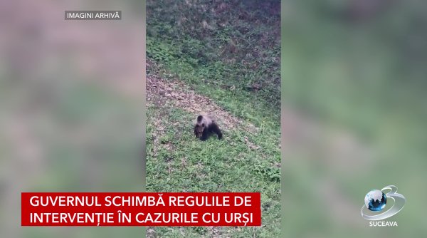 guvernul schimba regulile de interventie in cazurile cu ursi