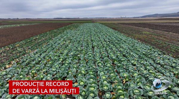 productie record de varza la milisauti