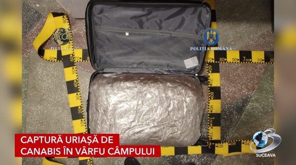 31 kg de canabis confiscate la botosani