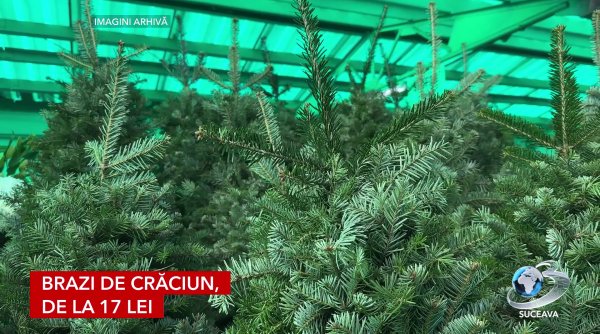 brazi la vanzare pentru sarbatori