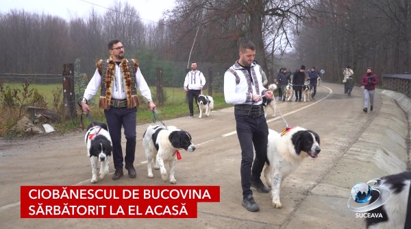ciobanescul de bucovina sarbatorit la el acasa