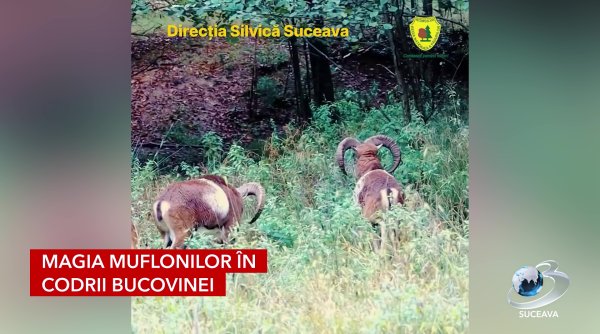 magia muflonilor in codrii bucovinei