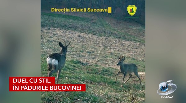 duel cu stil in padurile bucovinei