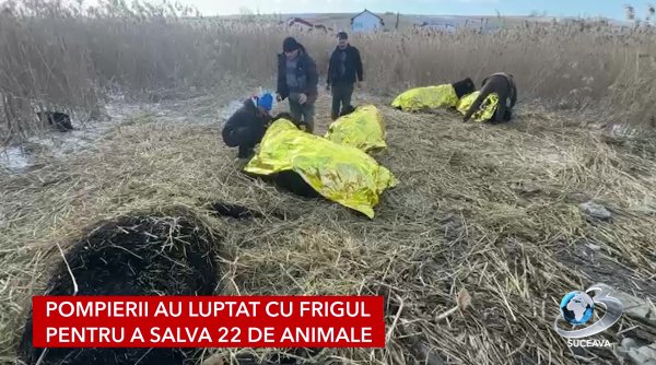 23 de vaci prinse pe un iaz inghetat din comuna radaseni