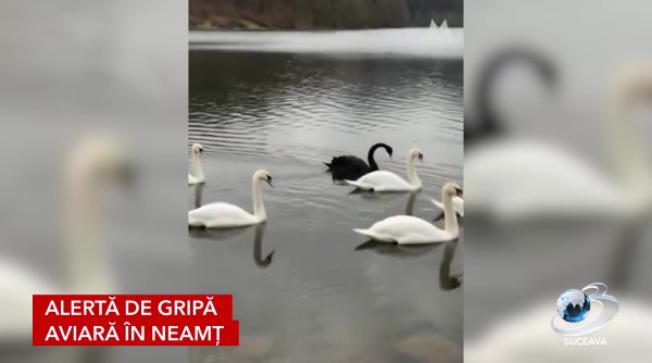 alerta de gripa aviara in neamt