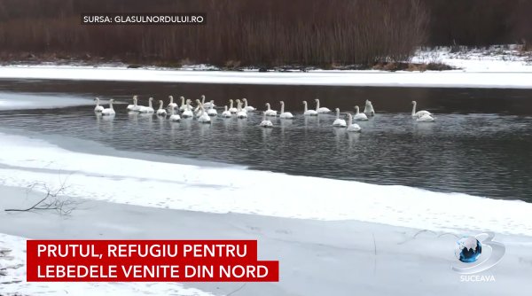 prutul refugiu pentru lebedele venite din nord