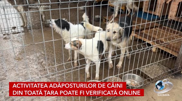 cainii fara stapan o problema nationala